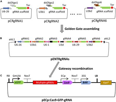 CRISPR/Cas9-Based Gene Editing Using Egg Cell-Specific Promoters in Arabidopsis and Soybean